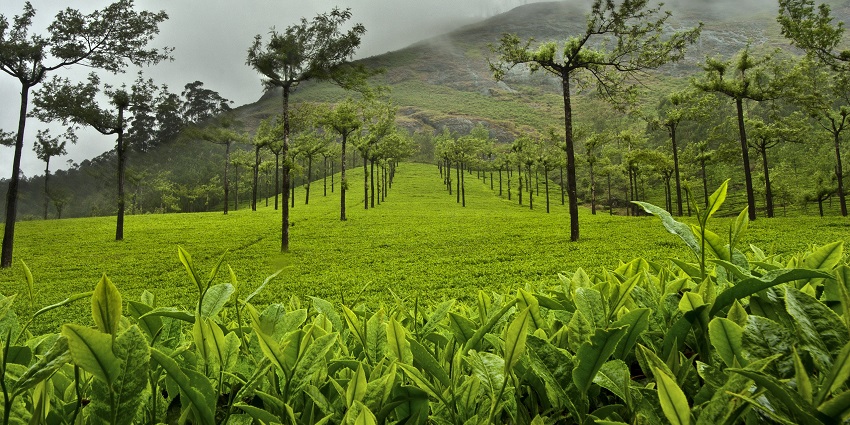 View of the green tea plantation in Munnar - one of best the things to do in India in July.