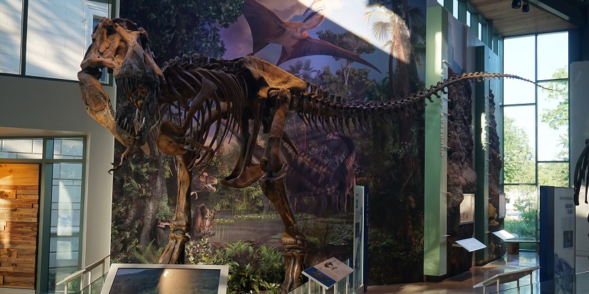 The Witte Museum, a dynamic animal museum featuring the Naylor Family Dinosaur Gallery