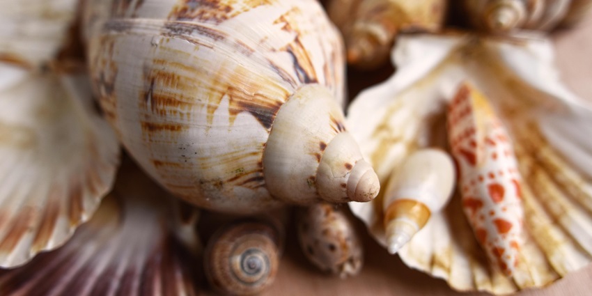 Image of seashells similar to those in World Of Seashells, one of the must-visit seashell museums.