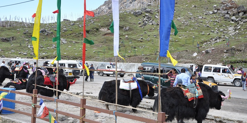 Several yaks lined up near Changu Lake, and people with vehicles and fluttering flags