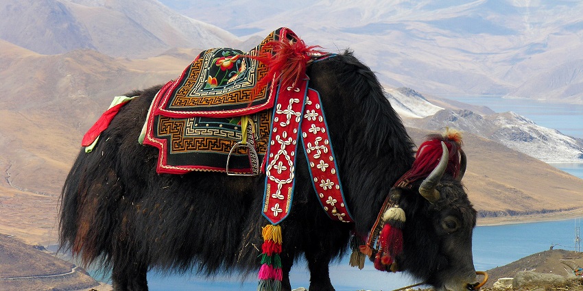 Yak at Tsomgo Lake with a saddle, design on its horn, lake and white snow in the back