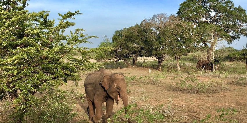 A picture of a young elephant eating plants and bushes at a national park in Sri Lanka