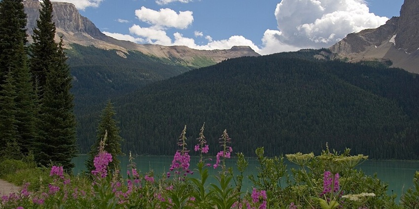 Yoho National Park with pink flowers, a lake, towering mountains and a road on the left