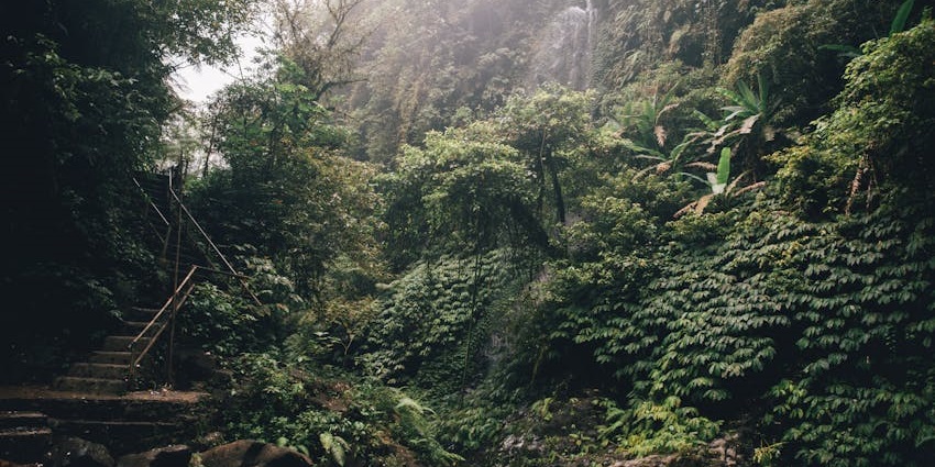 Immerse yourself in nature while exploring lush trails and diverse wildlife
