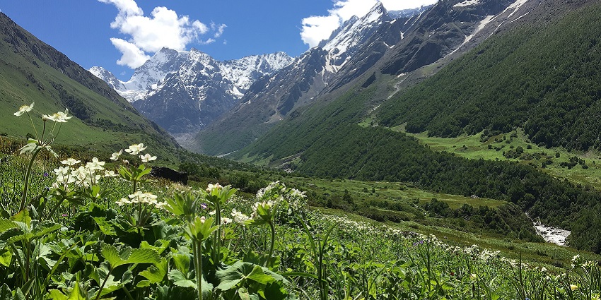 Valley of Flowers, with white flowers, surrounded by snow-capped mountains under a clear sky.