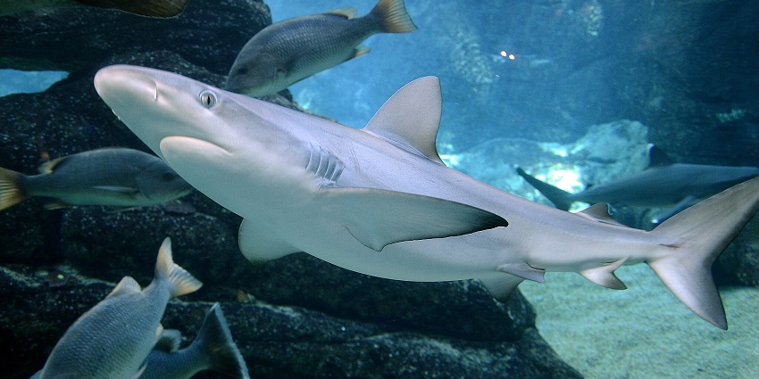 Carcharhinus limbatus in uShaka Sea World, a famous place near uShaka Marine World