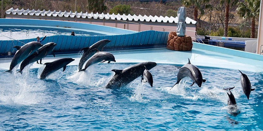 Dolphins, and visitors enjoying rides at Adventure World Zoo and amusement park in Japan.