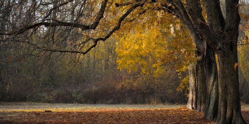An image showing peaceful autumn scene with trees in Al Shaheed Park in Kuwait.