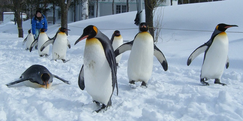Penguins walking in snow at Asahiyama Zoo, a zoos in Japan with snowy trees and visitors.
