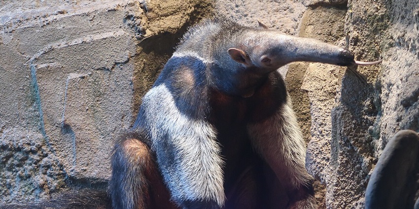 An image of a Giant Anteater eating insects in Beijing Zoo, one of the best zoos in China.