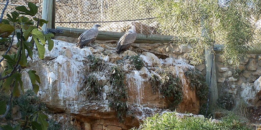 An image of the scenic Biblical Zoo, a zoos in Israel with zebras roaming around water bodies.