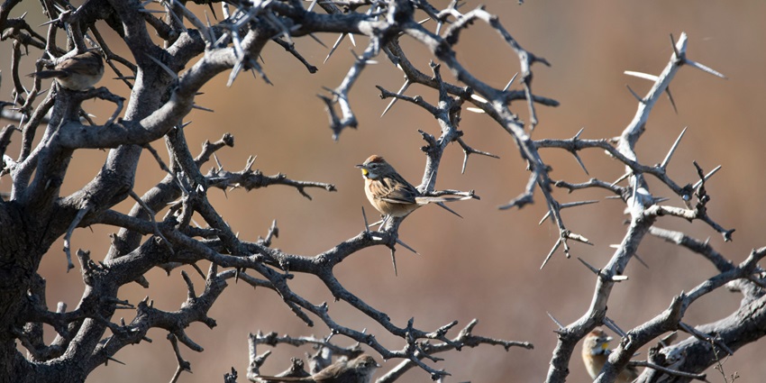 Birdwatching at Salto Chico with scenic views and diverse bird species.