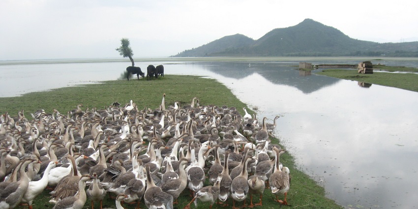Multiple geese birds on the green shoreline at Wular Lake with distant mountains and cows