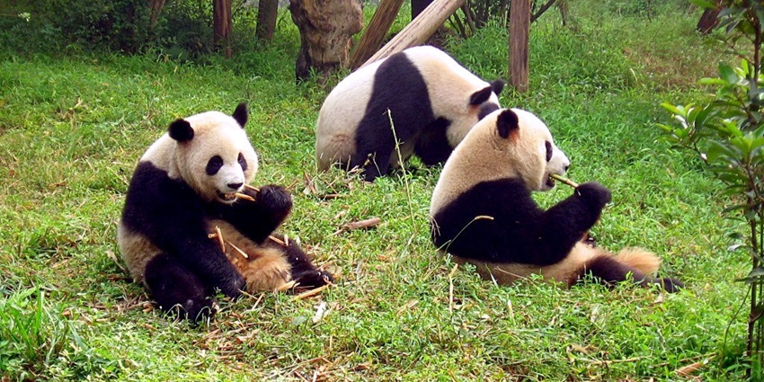 An image of pandas playing at Chengdu Panda Base, one of the famous zoos in China.