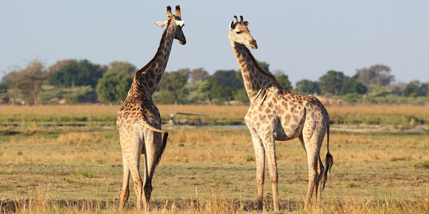 Visit Chobe National Park, with beautiful lush floodplains and wooded areas.