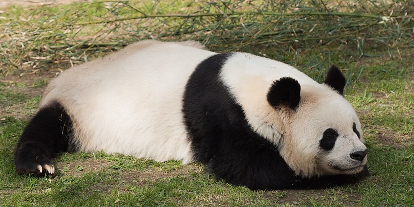 An image of a panda relaxing at Dalian Forest Zoo in China in a mountainous coastal city.