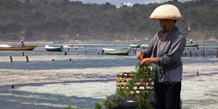 Seaweed farming villages, a unique cultural glimpse among things to do in Nusa Lembongan