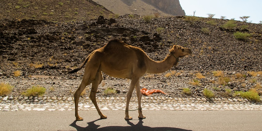 One of the best things to do in Salalah is to enjoy a sunset desert safari
