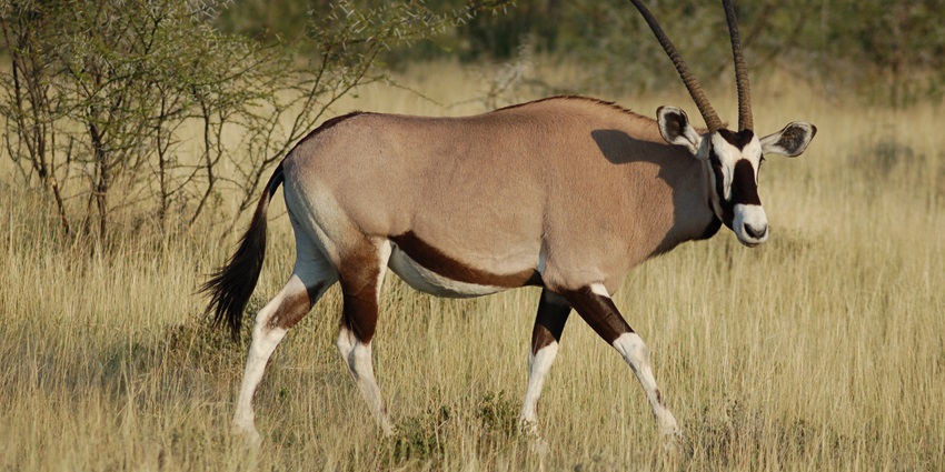 Visit Etosha National Park, where you can find exotic wildlife including oryx gazella.