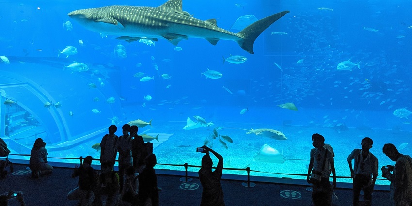 Exploring whale sharks and sea life at Churaumi is one of the best things to do in Okinawa