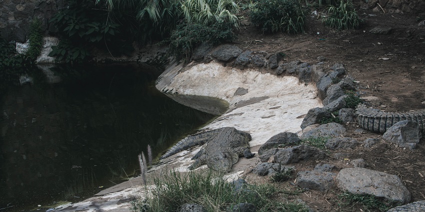 Mamba Village excites nature lovers with things to do in mombasa and explore reptiles.