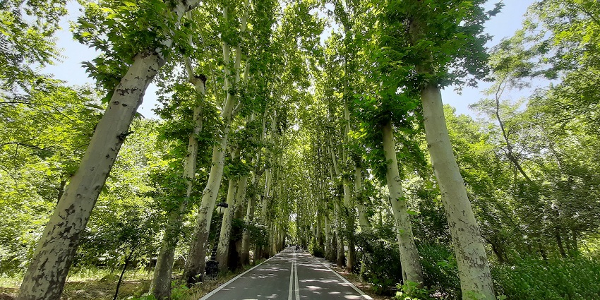 Mesmerising view of the lush green area with tall green trees during the daylight