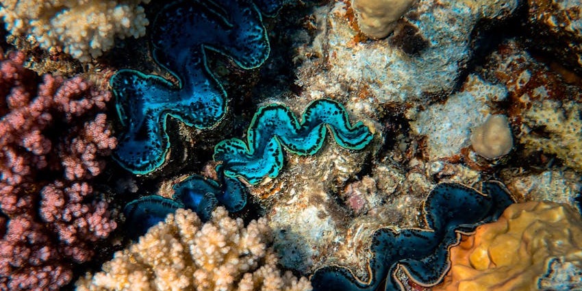 An image of the majestic Giant Clam Sanctuary, things to do in the Samoa Islands