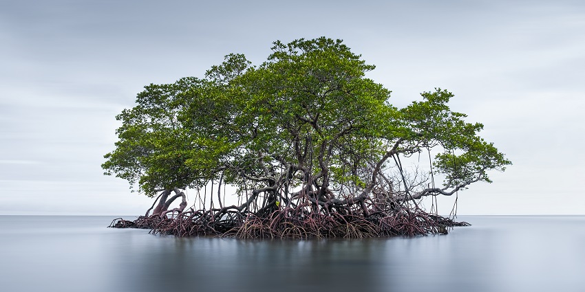 Explore the mangrove forest by kayak, one of the peaceful things to do in Nusa Lembongan