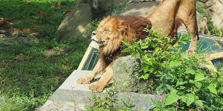 Lions lying in the sun at Fuji Safari Park during a wildlife tour at one of the zoos in Japan.