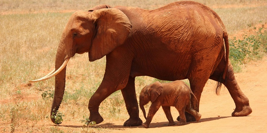 A baby elephant walks beside a larger adult elephant in a grassy field in the sanctuary park, , one of the best places to visit in Phuket in October.
