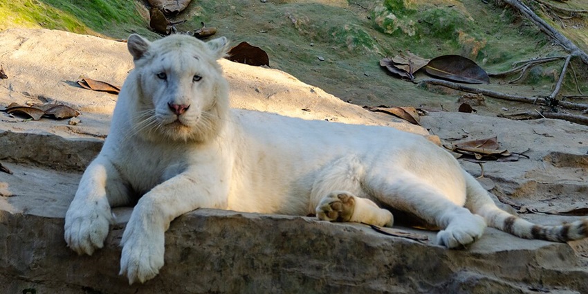 An image of white tigers resting at Chimelong Safari Park, one of the largest zoos in China.