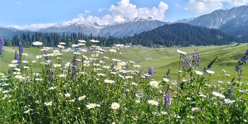 Daisies close up view with snow-covered mountains back covered in Gulmarg - places to visit near largest lake in Kashmir