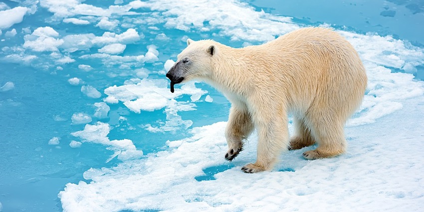 An image of a polar bear at one of the Polarlands, a place in China ideal for all ages.