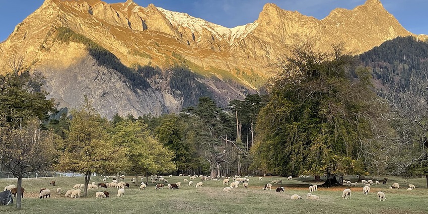 Live the story of Heidi in Maienfeld, one of the most charming places to visit near Zurich.