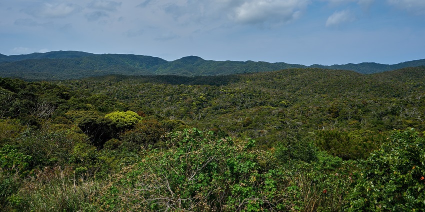 Explore the wild beauty of Yanbaru Forest, home to rare species and lush green trails.