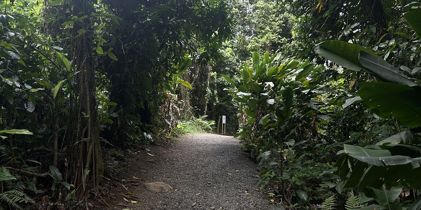 Hiking in El Yunque National Forest tops the list of 10 Things to Do in Puerto Rico, USA.