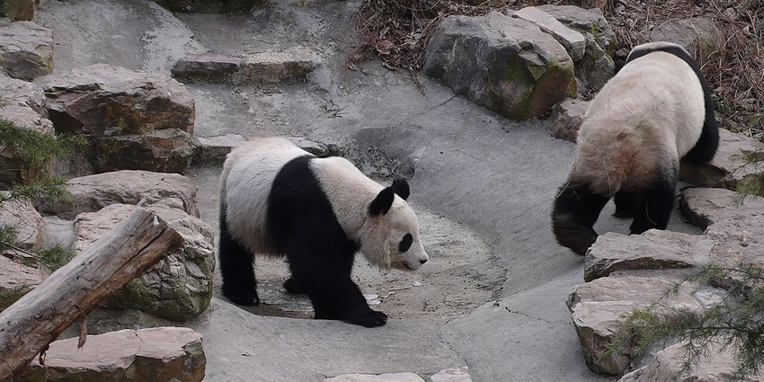 An image of animals in natural enclosures at the popular Hongshan Forest Zoo in China.