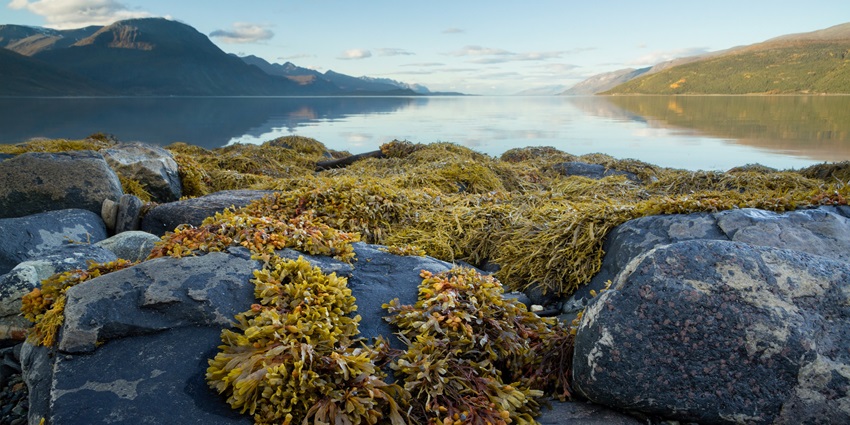 Fucus seaweed on rocky Hornsund fjord shoreline, with a picturesque landscape.