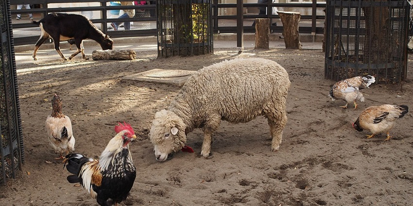 Native Japanese animals in leafy areas at Inokashira Zoo, a zoo in Japan.