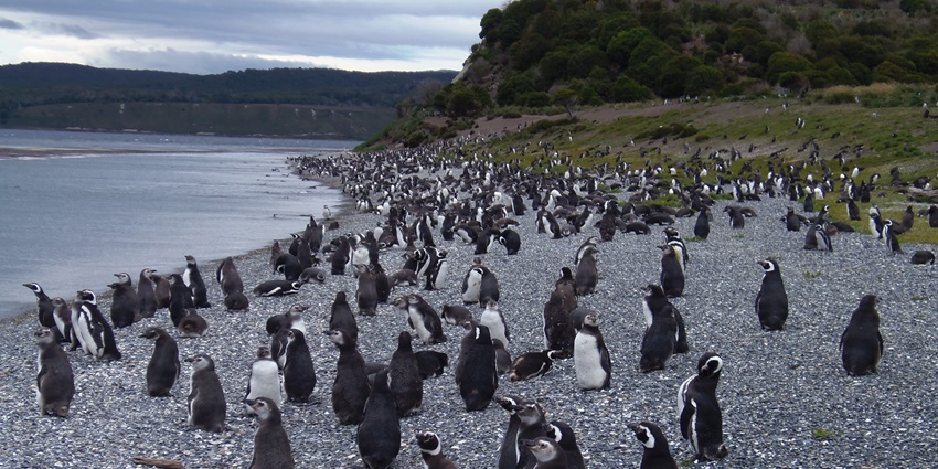 Huddle of penguins in their natural habitat at Penguin Island - near the water