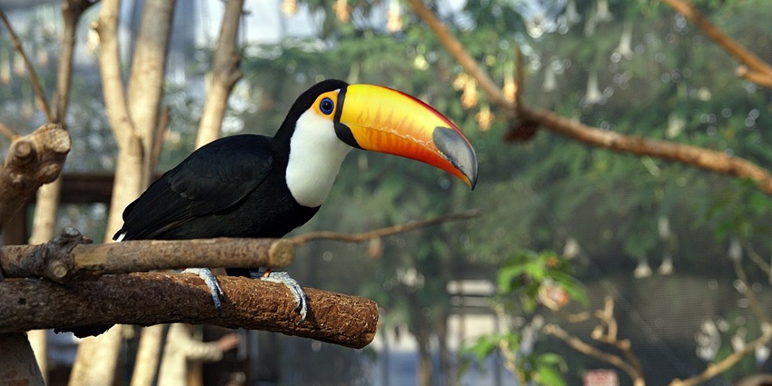 Colorful birds resting inside Kobe Animal Kingdom’s indoor greenhouse filled with trees.