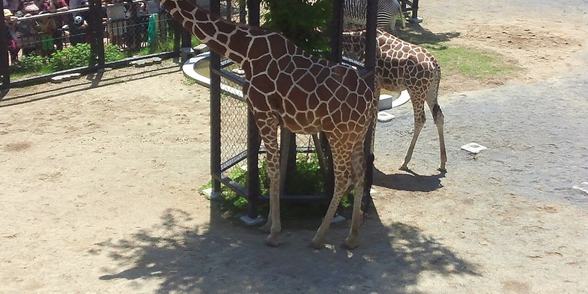 Giraffes at Kyoto Zoo, a zoos in Japan, walking, blending animals with heritage views.