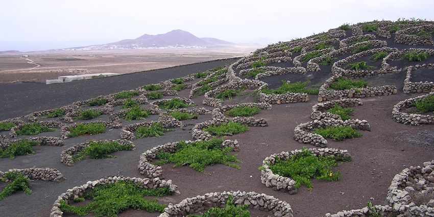 A picture of a vineyard in La Geria, which is one of the best places to visit in Playa Blanca