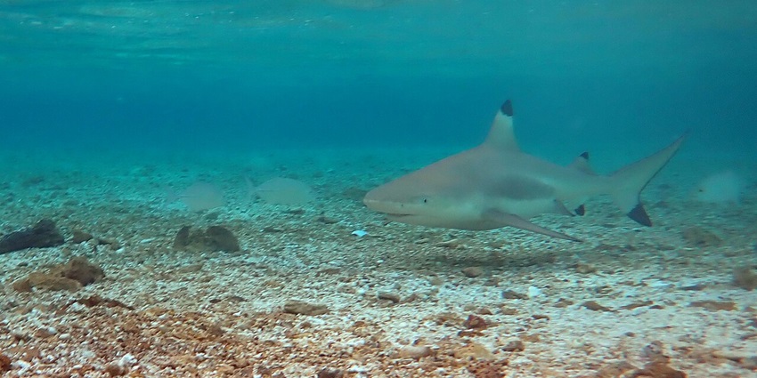 An underwater view with a shark swimming in the ocean around American Samoa