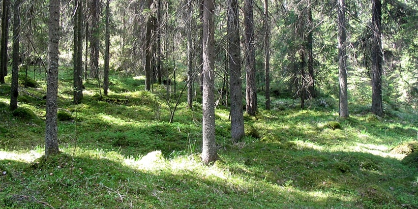 Enchanting spruce forest in Liesjärvi National Park, Finland, bathed in soft daylight