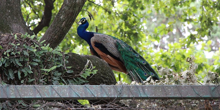 An image of open animal enclosures and rustic surroundings at Luján Zoo, a zoo in Argentina.