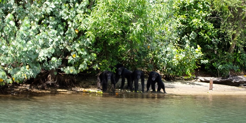 Monkey Island - Can Gio tourist area is an ideal destination for a day trip.