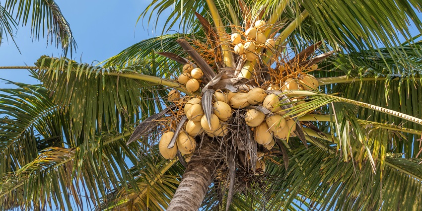 Observing the three headed coconuts is one of the best things to do in Tongatapu island