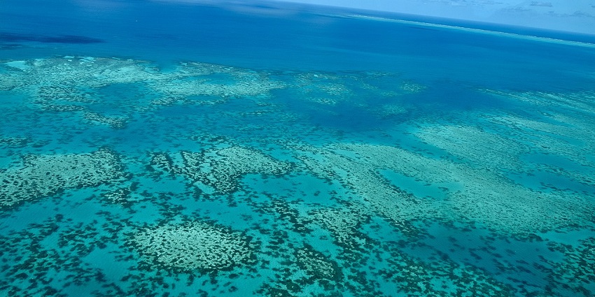 A glimpse of the vibrant marine life, much like the Old Providence Barrier Reef's beauty