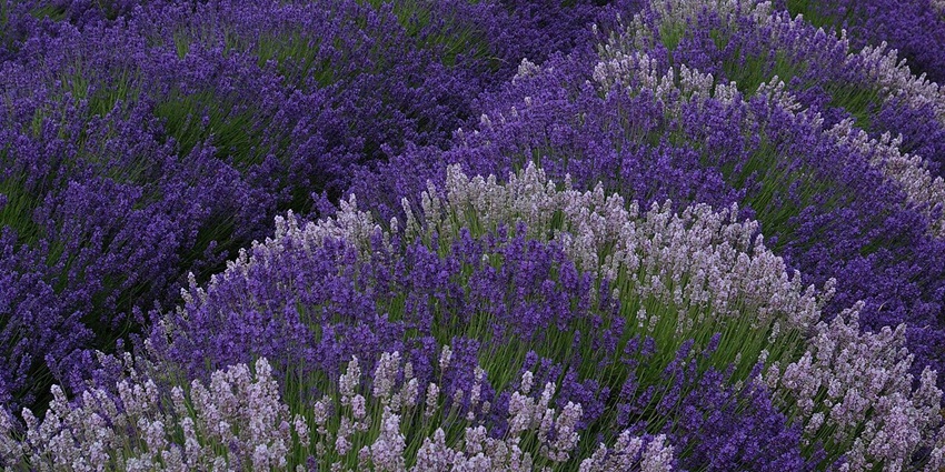 A scenic view of lavender flowers blooming across a vast lavender farm in San Juan Islands